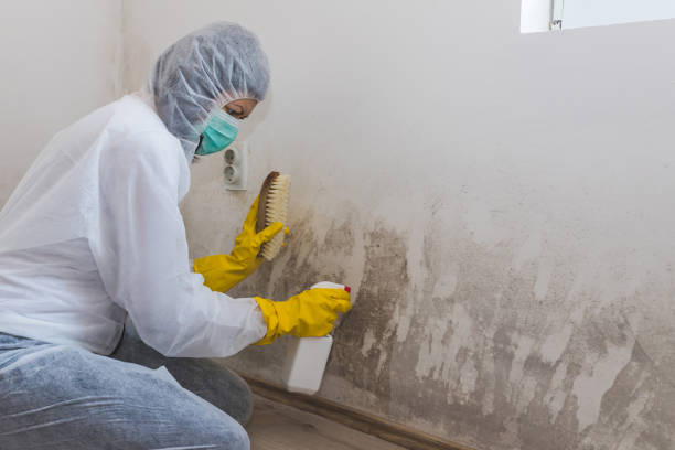 Best Certified Mold Removal  in Coolidge, AZ