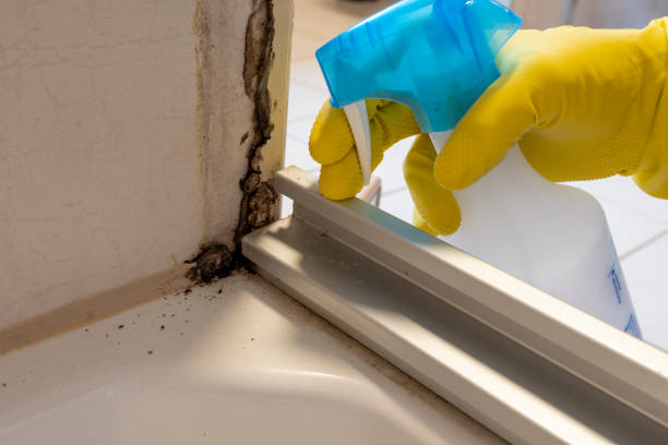 Office Mold Removal Services in Coolidge, AZ