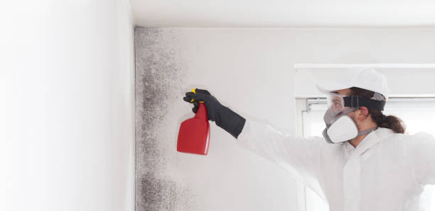 Best Professional Mold Removal  in Coolidge, AZ