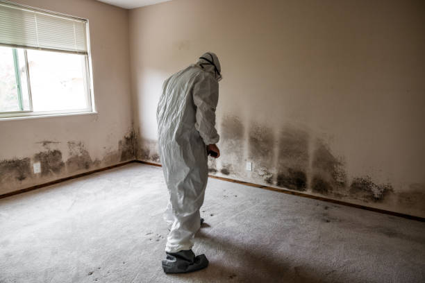 Best Home Mold Removal  in Coolidge, AZ