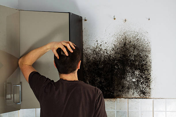 Best Mold Damage Repair  in Coolidge, AZ