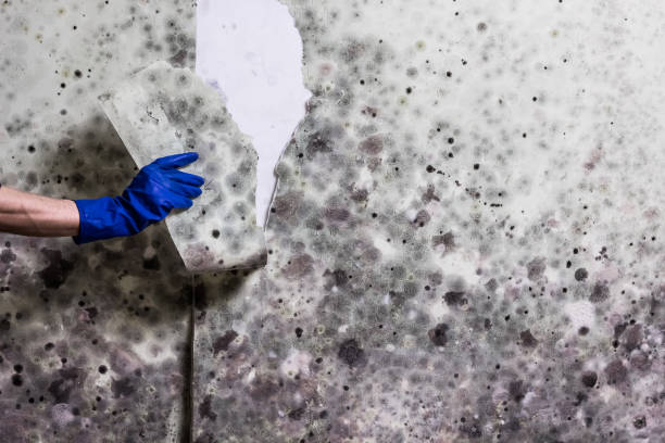 Best Mold Remediation Experts  in Coolidge, AZ